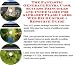 Book The Down and Dirty How To Earn Extra Money, Marketing and Inner Game for Alphabet Flash Cards Web Biz 3 CD Course
