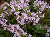 Creeping Thyme Perennial 100 Seeds 90 Milligrams