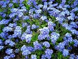 Forget-Me-Not 'Victoria Blue' - 8 Plants - Myosotis