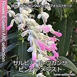 NEW人気のハーブ ピンクアメジストセージ(サルビア レウカンサ) 桃花3.5号苗 2株セット【人気の宿根草】