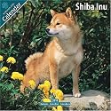 Shiba Inu 2010 Wall Calendar #10089-10