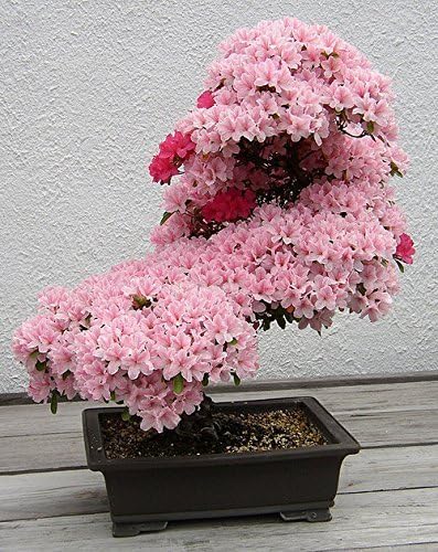 Prunus Serrulata Japanese Sakura Flowering Cherry Bonsai Tree Seed by Arvice