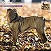 Shar Pei 2015 Wall Calendar
