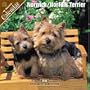 Norfolk/Norwich Terrier 2008 Wall Calendar