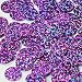Round Flat Sequin 15mm Top Hole Orchid Light Purple Hologram Glitter Sparkle. Couture Paillettes. Made in USA