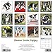 2016 Just Boston Terrier Puppies Wall Calendar
