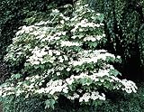 5 Flowering WHITE KOUSA DOGWOOD Cornus Kousa TREE Seeds