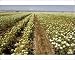 Photographic Prints of Carrots - being grown as a seed crop from Ardea Wildlife Pets
