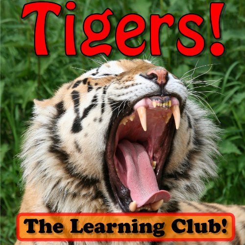 Tigers! Learn About Tigers And Learn To Read - The Learning Club! (45+ Photos of Tigers)