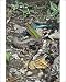 Photographic Prints of Garden Lizards - pair courting from Ardea Wildlife Pets