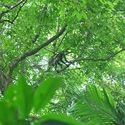 Chaguantique Nature Reserve, El Salvador: Audio Journeys Explores One of the Last Remaining Rainforests | [Patricia L. Lawrence]