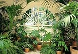 Wintergarden 231 Wall Mural