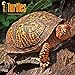 Turtles - 2016 Calendar 12 x 12in