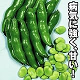 【メール便配送】　国華園　野菜たね ソラマメ 陵西一寸 1袋(50ml入)