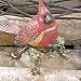 Jewelry : RED BIRD JEWELED BOX