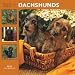 dachshund9 - 365 Days of Dachshunds 2010 Wall Calendar 12