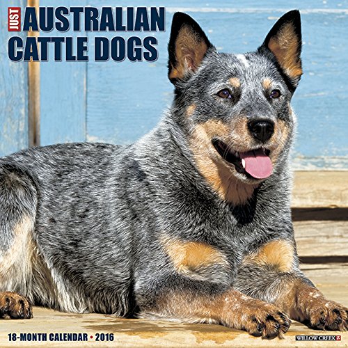 2016 Just Australian Cattle Dogs Wall Calendar