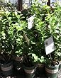 Spartan Blueberry Plant, One Gallon Container by Monrovia Growers