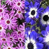 サイネリア：セネッティ豪華咲きラベンダーバイカラーとブルーバイカラー5号鉢植え2種セット