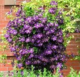 1 'Jackmanii' Clematis Flowering Vine Plant Root