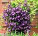1 'Jackmanii' Clematis Flowering Vine Plant Root