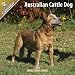 Australian Cattle Dog 2011 Wall Calendar #10008-11