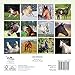 Horses Mini Wall Calendar 2015
