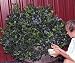 Northsky Dwarf Blueberry Plant - 1 to 2 lbs. per Bush - Potted