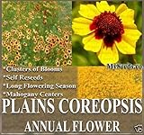 IMAGE OF 1 oz (75,000+) PLAINS COREOPSIS ~MAHOGANY COLOR~ BULK Flower Seeds ~LONG FLOWERING SEASON