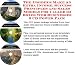 Search : The Insider's Make An Extra Income, Success Principles and Sales Models for Caller ID Boxes Web Businesses 3 CD Power Pack