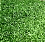 ARTIFICIAL TURF SYNTHETIC GRASS LAWN 5.9'X23'/ROLL (135 SQUARE FEET)