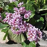 ヒマラヤユキノシタ（ベルゲニア コーディフォリア）3.5号ポット 4株セット