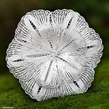 Brooch, &acute; Exotic Bloom &acute; 3 &acute; W 1 &acute; L - B00012A9ZI