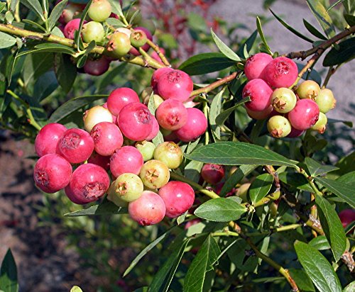 Pink Lemonade Blueberry Plant - Quart Pot Pink Lemonade Blueberry Plant - Quart Pot
