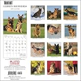 German Shepherds 2009 PLATO Square Wall Calendar