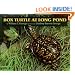 Box Turtle at Long Pond