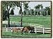 Kentucky Dreamin Tapestry Throw Blanket