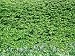 Fagus Hedge Underplanted with Hyacinthoides Wisley Photographic Poster Print by Mark ...