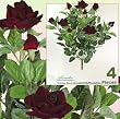 FOUR Bundles of 22" Velvet Rose Bushes _ Burgundy