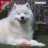 Eigenschaften Avonside Publishing Ltd.  / Kalender 2009 Samoyede - Samojede - Samoiedskaïa Sabaka