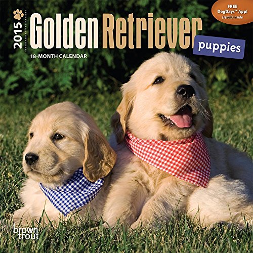 Golden Retriever Puppies 2015 Small Wall Calendar
