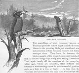 BIRDS:Great black woodpecker,antique print,1894