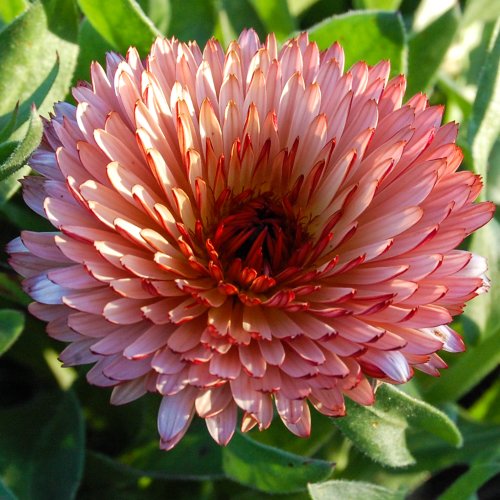 The Dirty Gardener Heirloom Organic Mixed Calendula Seeds, 75 Seeds/1 Gram The Dirty Gardener Heirloom Organic Mixed Calendula Seeds, 75 Seeds/1 Gram