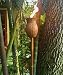 Pineapple Tiki Torch