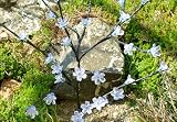 Blumenzweig mit 36 LED warm weiß Solar