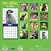 TF Publishing 2017 Baby Animals Wall Calendar (17-1000)
