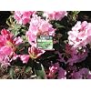 Nemasys vine weevil killer standard pack