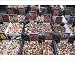 Photographic Prints of Bulbs for sale in Bloemenmarkt flower market, Amsterdam, Netherlands, Europe from Robert Harding
