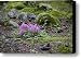 Purple Flowers, Pine Cones And Moss Canvas Print / Canvas Art - Artist David Evans