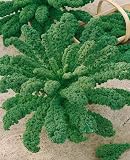 Lacinato Heirloom Kale Seeds - Brassica Oleracea Var. Acephala - 0.5 Grams - Approx 200 Gardening Seeds - Vegetable Garden Seed